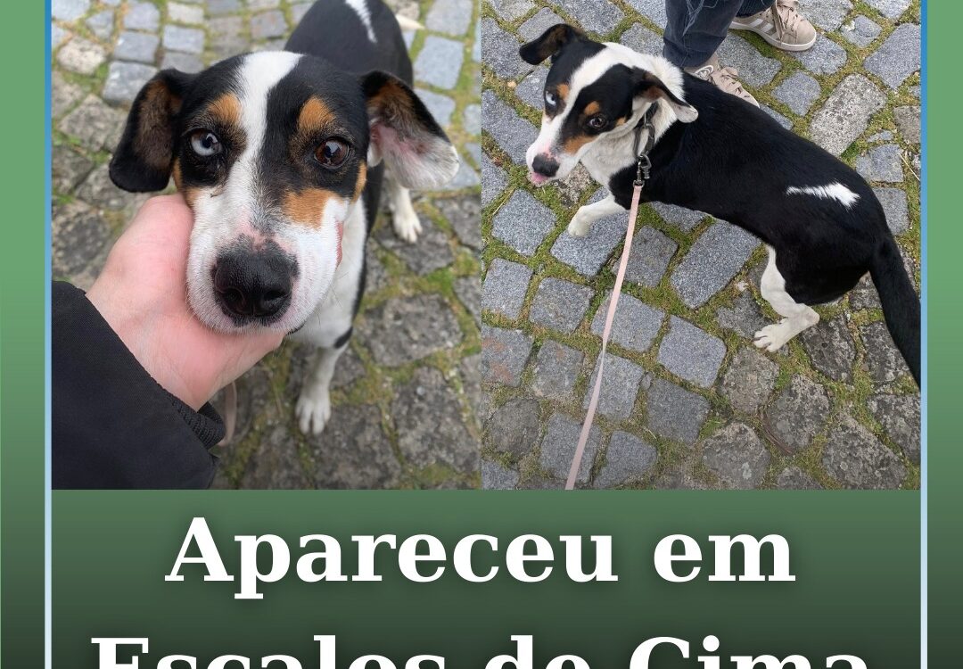Apareceu em Escalos de Cima