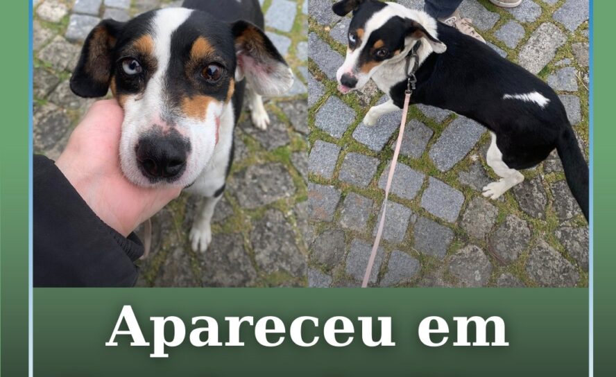 Apareceu em Escalos de Cima