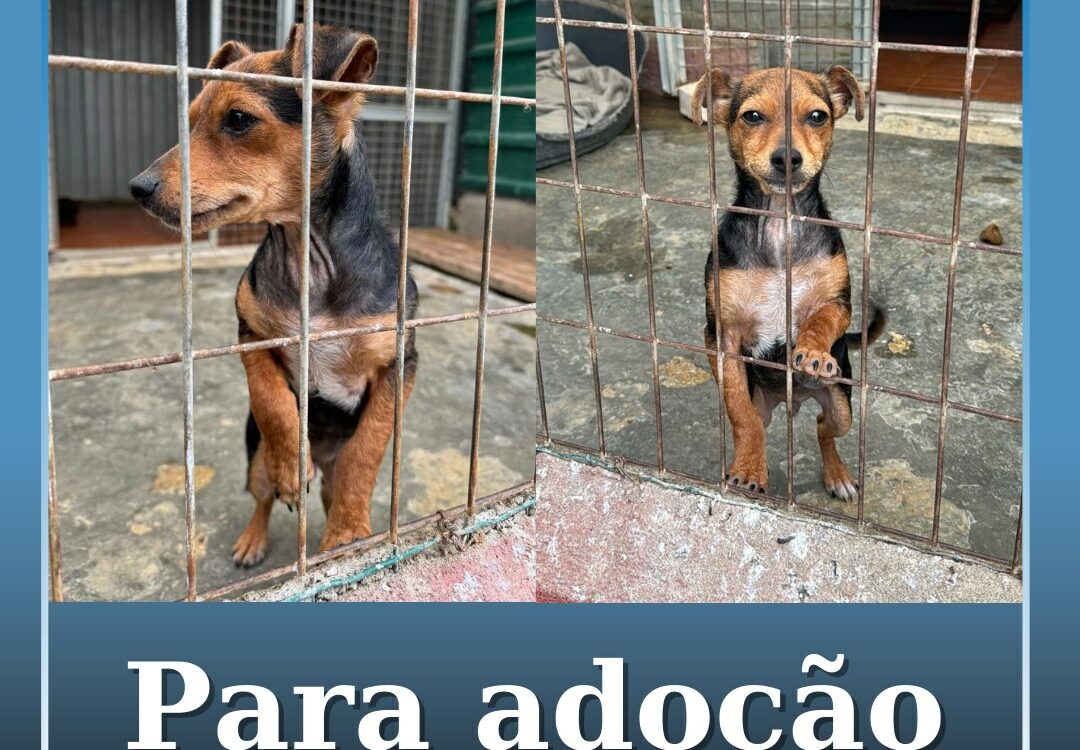 Cachorro disponível para adoção na ARCA
