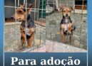 Cachorro disponível para adoção na ARCA