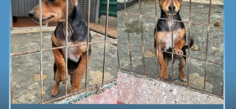 Cachorro disponível para adoção na ARCA
