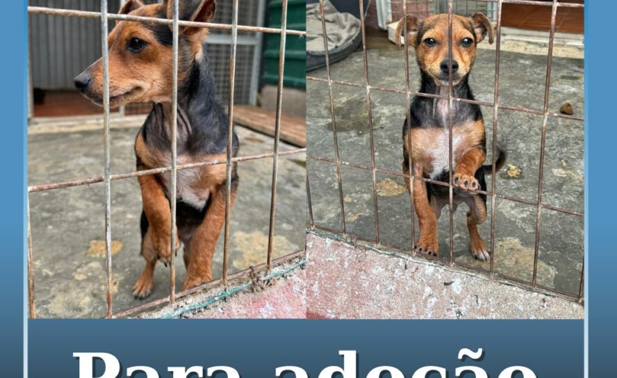 Cachorro disponível para adoção na ARCA