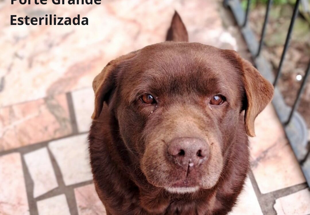 Cachorros disponíveis para adoção no concelho de Idanha-a-Nova