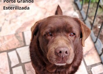 Cachorros disponíveis para adoção no concelho de Idanha-a-Nova