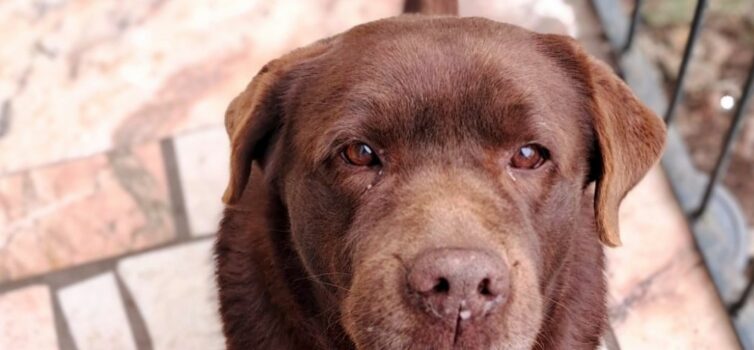 Cachorros disponíveis para adoção no concelho de Idanha-a-Nova