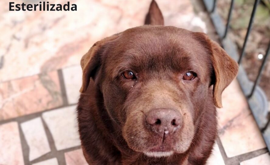 Cachorros disponíveis para adoção no concelho de Idanha-a-Nova