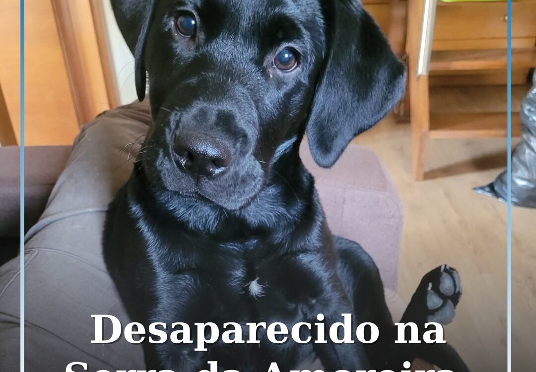 Desaparecido na Serra da Amoreira, Proença-a-Nova