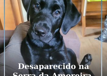 Desaparecido na Serra da Amoreira, Proença-a-Nova