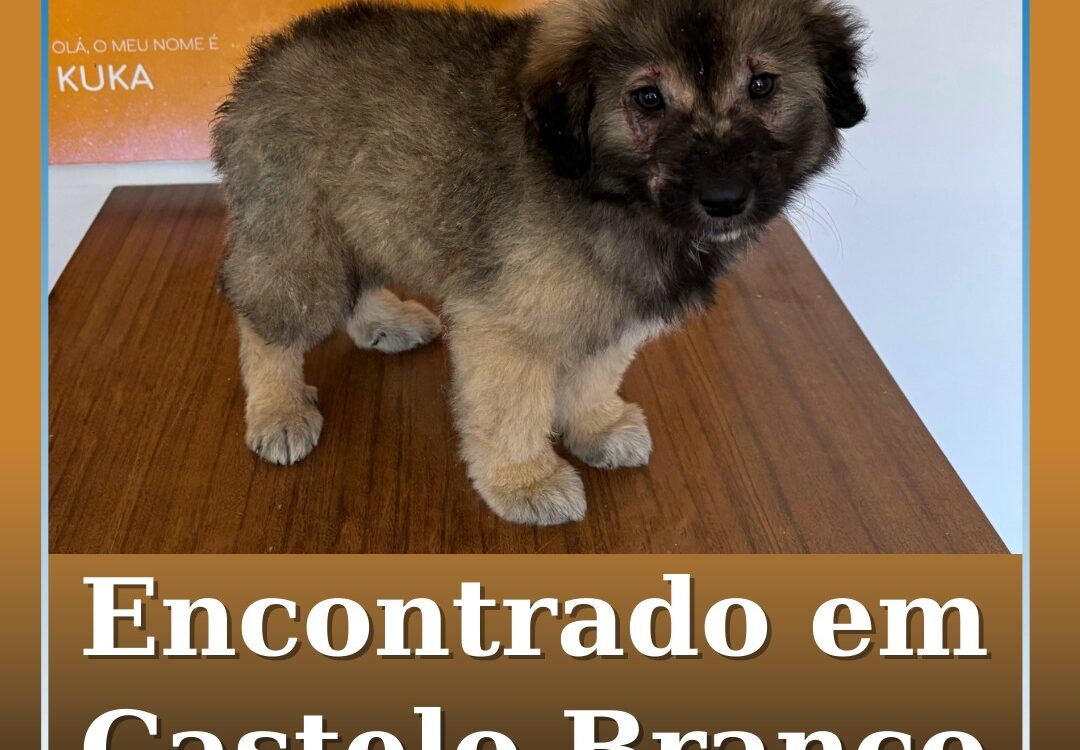 Encontrado em Castelo Branco