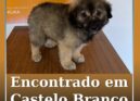 Encontrado em Castelo Branco
