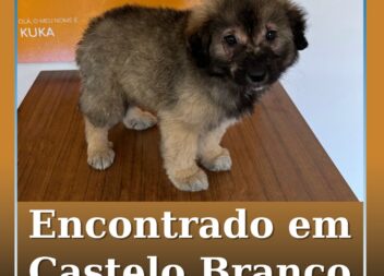 Encontrado em Castelo Branco