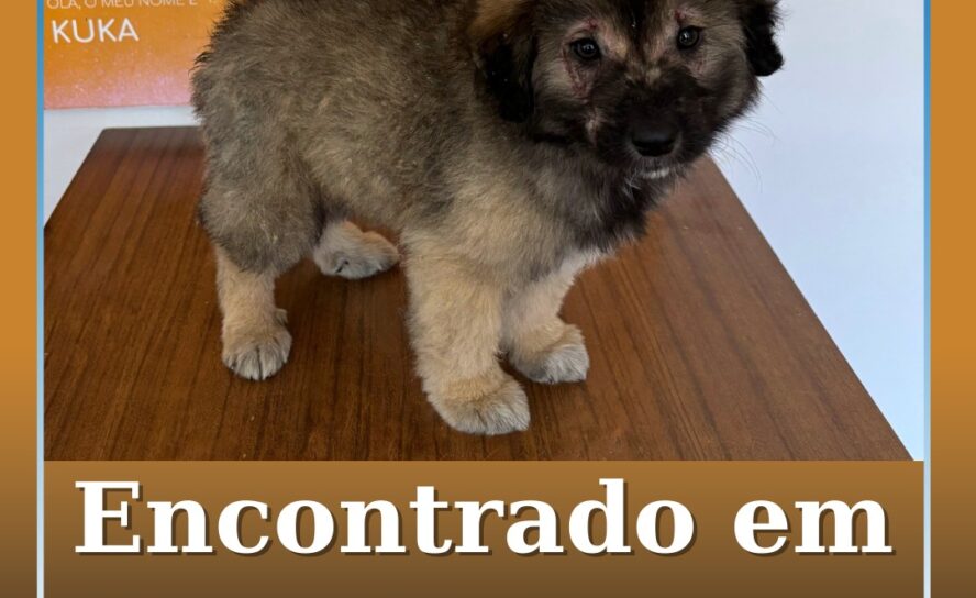 Encontrado em Castelo Branco
