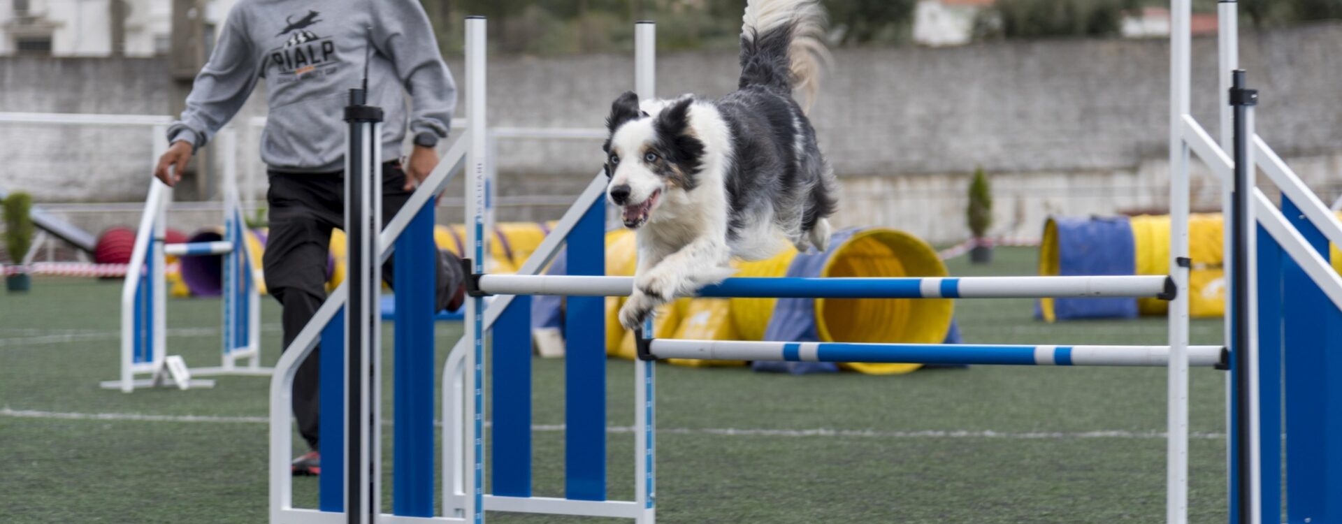 Fundão recebe prova de agility, a contar para o campeonato nacional da modalidad