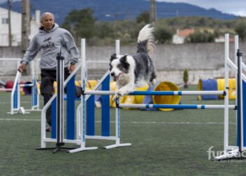 Fundão recebe prova de agility, a contar para o campeonato nacional da modalidad