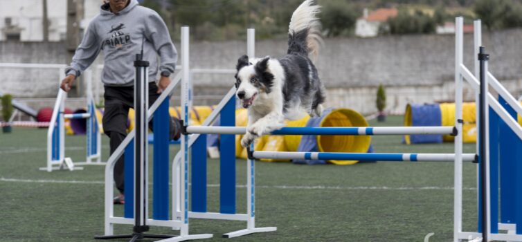 Fundão recebe prova de agility
