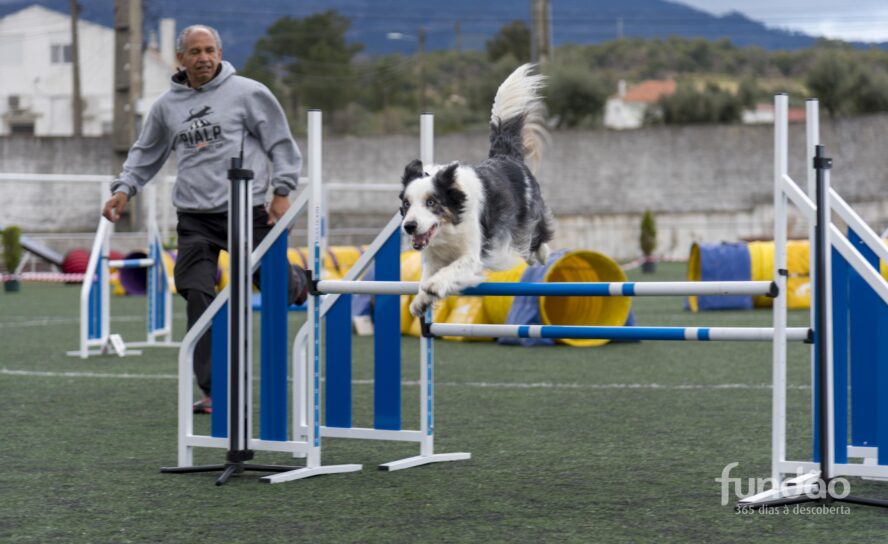 Fundão recebe prova de agility, a contar para o campeonato nacional da modalidad