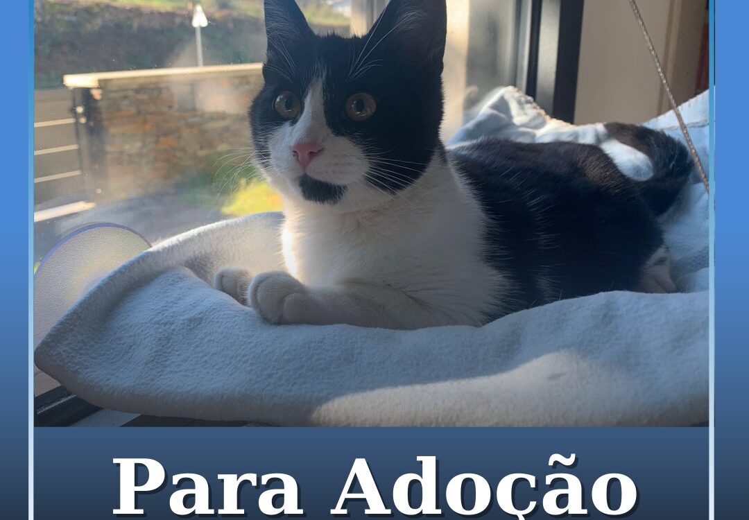 Gato disponível para adoção na sertã