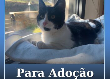 Gato disponível para adoção na sertã