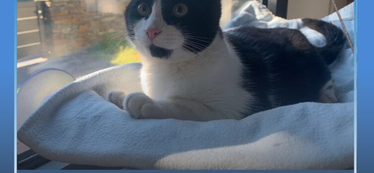 Gato disponível para adoção na sertã