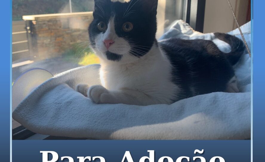 Gato disponível para adoção na sertã