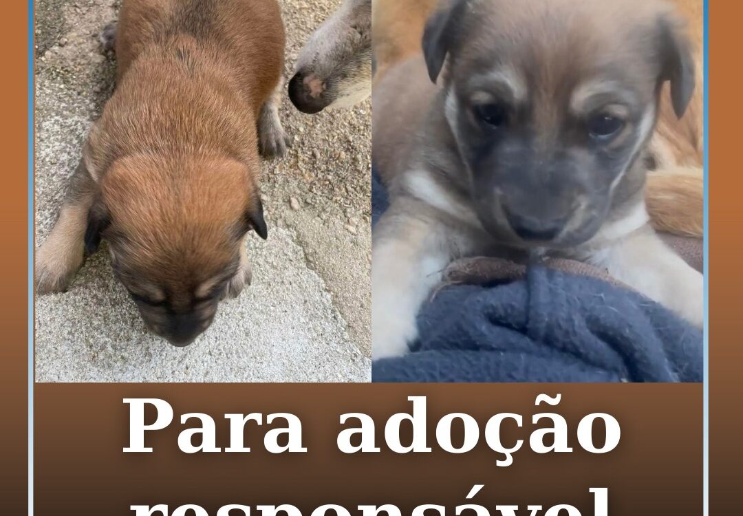 Para adoção responsável