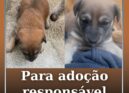 Para adoção responsável