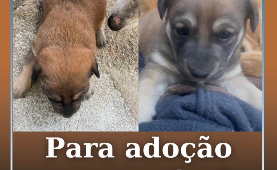 Para adoção responsável