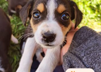 Animais para adoção responsável