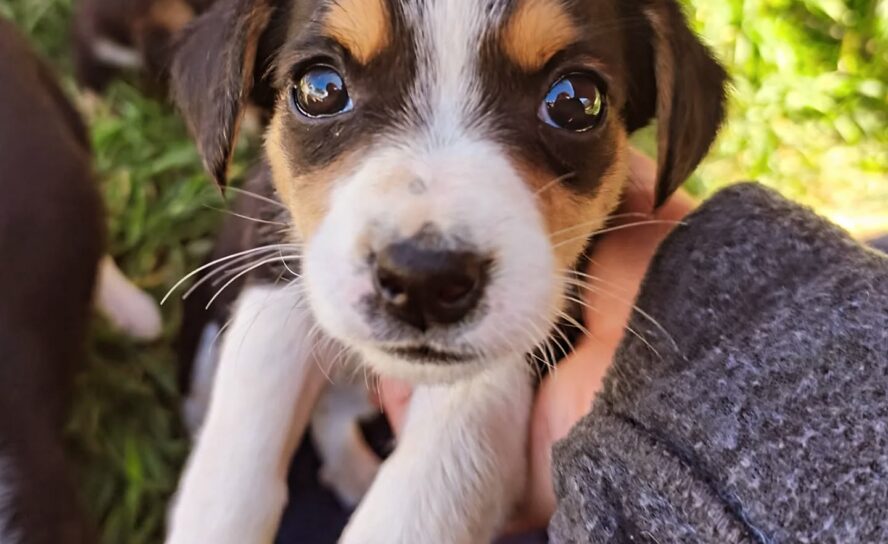 Animais para adoção responsável