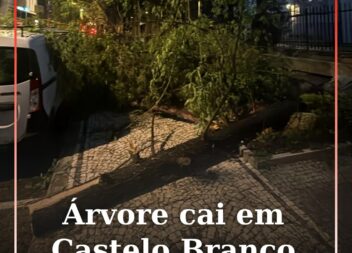 Árvore cai em Castelo Branco devido ao mau tempo