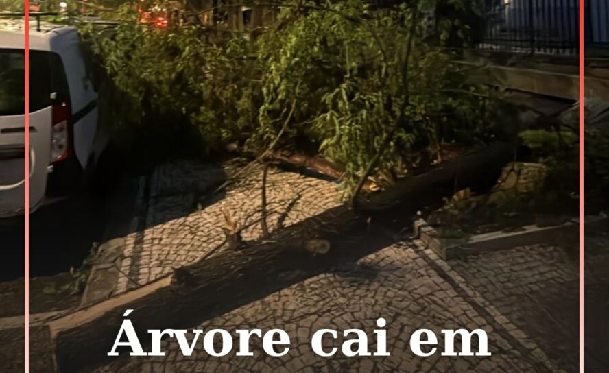 Árvore cai em Castelo Branco devido ao mau tempo