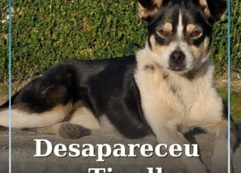 Cadela desaparecida em Tinalhas