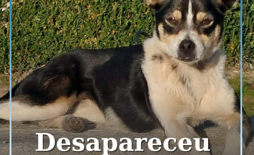 Cadela desaparecida em Tinalhas