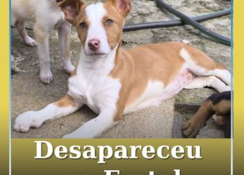 Cadela desaparecida no fratel