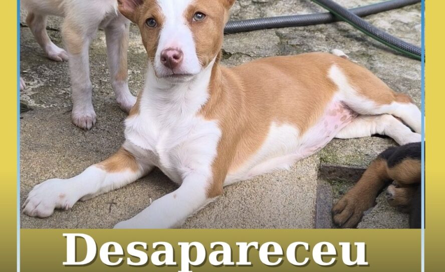 Cadela desaparecida no fratel