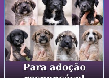 Cães para adoção responsável