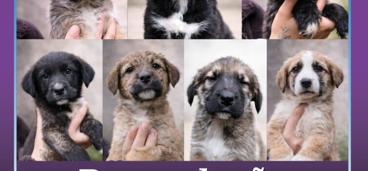 Cães para adoção responsável