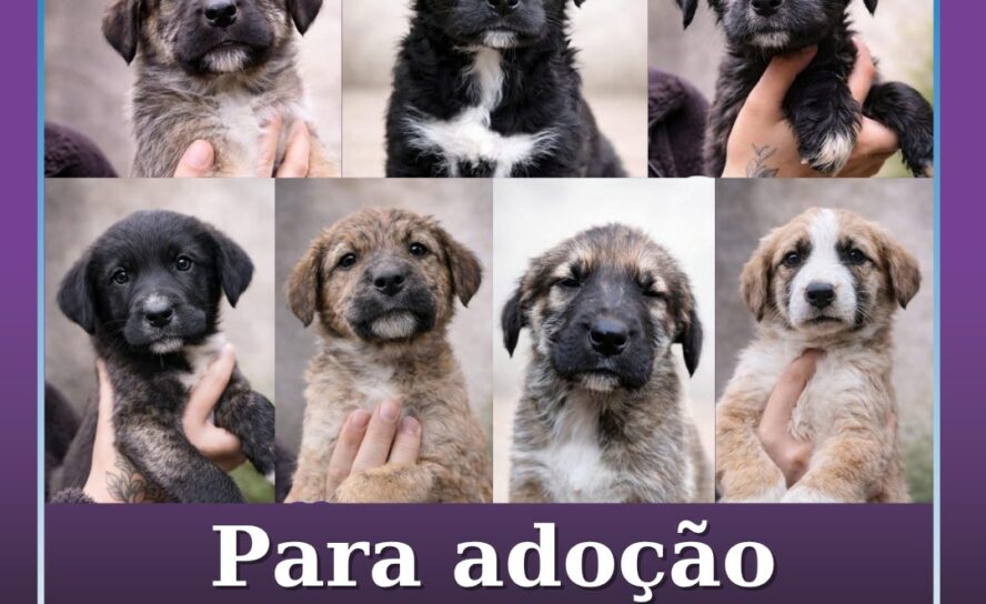 Cães para adoção responsável