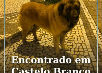 Cão encontrado em Castelo Branco