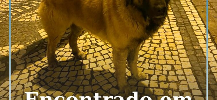 Cão encontrado em Castelo Branco