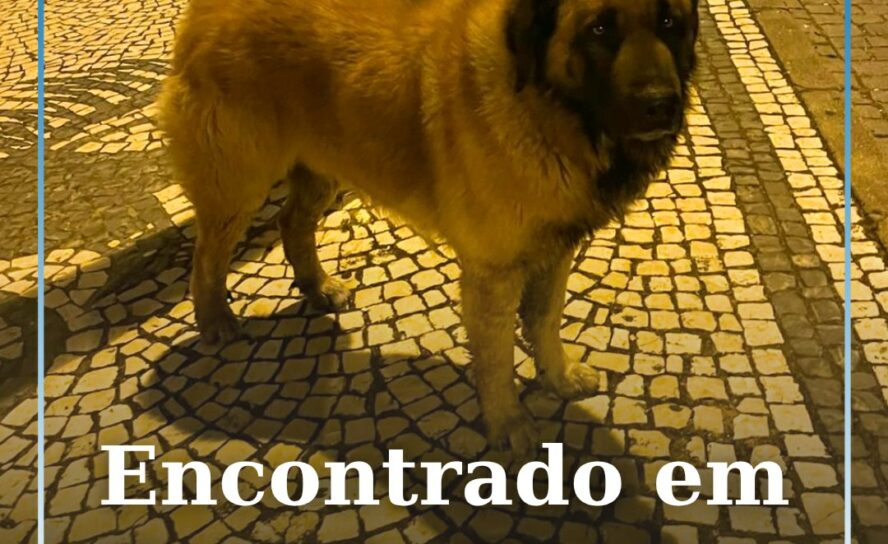 Cão encontrado em Castelo Branco