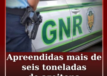 GNR apreende mais de seis toneladas de azeitona