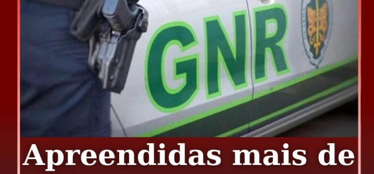GNR apreende mais de seis toneladas de azeitona