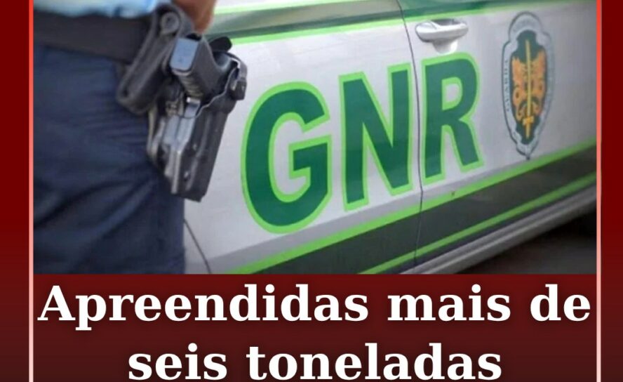 GNR apreende mais de seis toneladas de azeitona