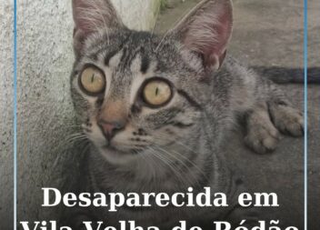 Gata desaparecida em Vila Velha de Ródão