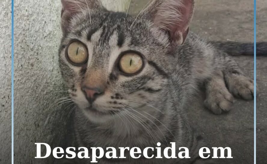 Gata desaparecida em Vila Velha de Ródão