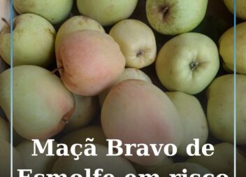 Maçã Bravo de Esmolfe ganha destaque como símbolo do interior e enfrenta desafio