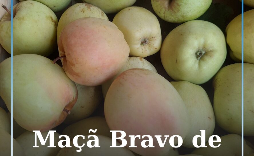 Maçã Bravo de Esmolfe ganha destaque como símbolo do interior e enfrenta desafio