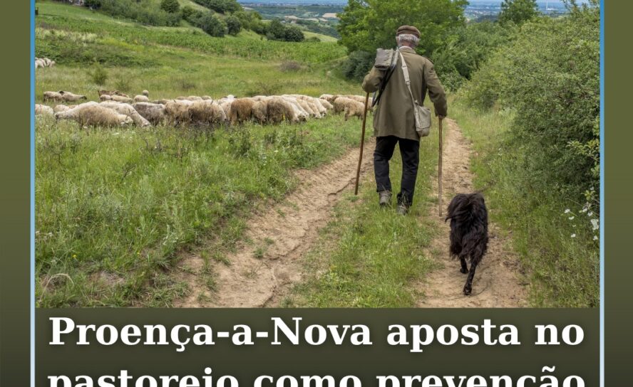 Proença‑a‑Nova integra apoio ao pastoreio para redução do risco de fogos rurais