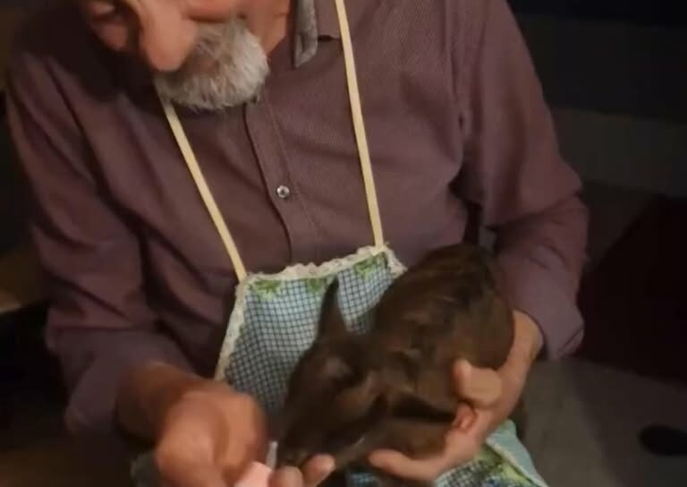 Cabrita rejeitada pela mãe no Bravo
